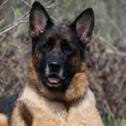 Cybyl - German Shepherd