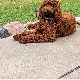 "I’m The daddy " Labradoodle All Grown Up from Kelly’s Doodles