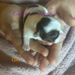 Girl 2 - Parti female Yorkshire Terrier puppy in Stanfield, North Carolina from Cheryl’s Yorkies