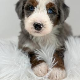 Buzz - Merle male Bernedoodle puppy in Fleming, Colorado from Vandenbark Doodles