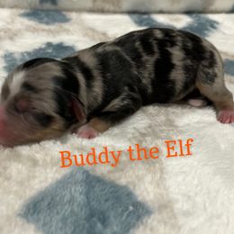 Buddy the Elf - Blue merle Miniature Australian Shepherd puppy in Texas from Backwood Trails Australian Shepherds