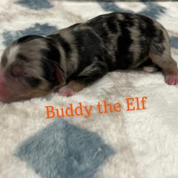 Buddy the Elf - Blue merle Miniature Australian Shepherd puppy in Texas from Backwood Trails Australian Shepherds