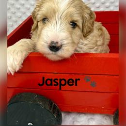 Jasper - Red male Australian Labradoodle puppy in Sacramento, California from Delta Breeze Labradoodles