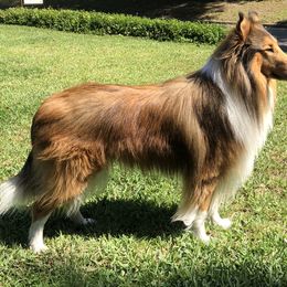 Beowulf - STUD - Sable and white male Collie puppy in Savannah, Georgia from Rough Collie Studding