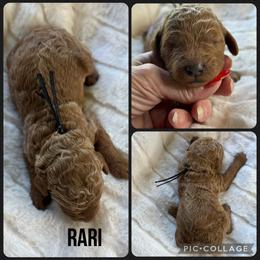 Rari - Red  female Poodle puppy in Mount Vernon, Illinois from AMC Poodles