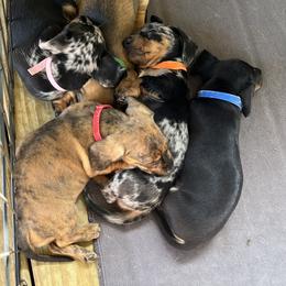 Dachshund Puppies from Witchy Woman’s Wiener’s