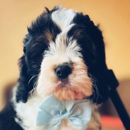 Cavapoos and Goldendoodles from Parisian Puppies