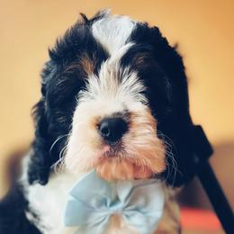 Cavapoos and Goldendoodles from Parisian Puppies