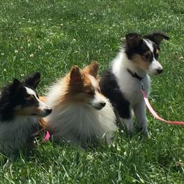 Shetland Sheepdog All Grown Up from Fox Point Farm Toy Shelties