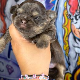 CKC Bronzie - Chocolate and tan male Shih Tzu puppy in Roseville, Michigan from Diamond Paws LLC