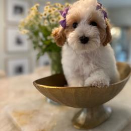 Lili - Parti female Poodle puppy in Sacramento County, California from Sac-Town Poodles and Doodles