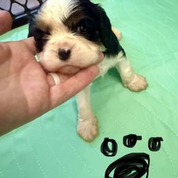 Mr. Black - Tri-color male Cavalier King Charles Spaniel puppy in Rocky Ford, Colorado from Scofield Cavaliers