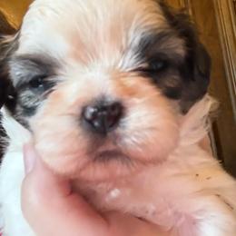 Lada - Liver and white female Shih Tzu puppy in Frisco, Texas from My Royal Shih Tzu⚜️