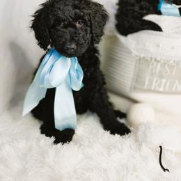 Toblerone - Black male Goldendoodle puppy in Longview, Texas from WonderDoodles