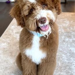Brooks - Goldendoodle