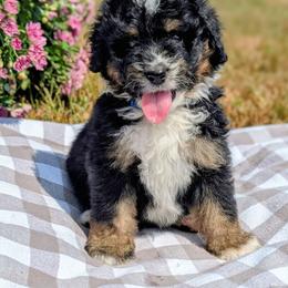 Josh Turner - Tri-color male Bernedoodle puppy in Mount Pleasant, Tennessee from Amy Brewer
