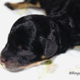 Girl 1 - Poodle puppy in Miami Dade County, Florida from RoyalPaws_Miami