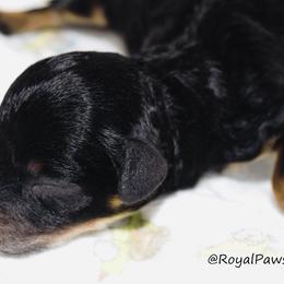Girl 1 - Poodle puppy in Miami Dade County, Florida from RoyalPaws_Miami