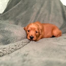 Samba - Orange collar - Dark golden female Golden Retriever puppy in Eustis, Florida from Earley Goldens