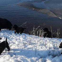 Labrador Retrievers from Foundation Retrievers