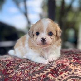 Marigold - Cream parti female Pomeranian puppy in Stuart, Virginia from Lil Aussie Posse