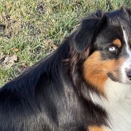 Australian Shepherds from R and B Aussies