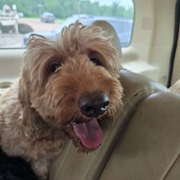 Ruby - Goldendoodle