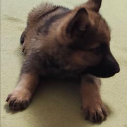 Mya - Sable female German Shepherd puppy in Montalba, Texas from LM German Shepherd Dogs