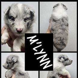 M'Lynn - Blue merle and white female Shetland Sheepdog puppy in Mc Minnville, Tennessee from Henotic Homestead's Shetland Sheepdogs