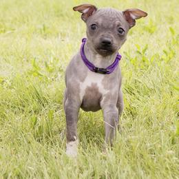 American Hairless Terrier and Anatolian Shepherd Dog Puppies from Wilsong AHT