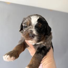 Poppy (Orange) - Tri-color female Bernedoodle puppy in Highland, Utah from Angel Pups Deluxe