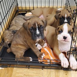 Boxer Puppies from Truax Farms