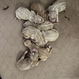 Girl 1 - Goldendoodle puppy in Midland, Michigan from Juengel Doodles