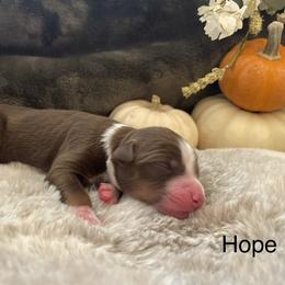 Girl 4 - female Miniature Australian Shepherd puppy in Kentucky from Natural Life Ranch