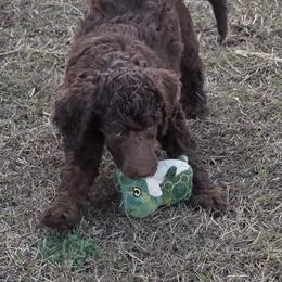 Lime Green- Whobris - Brown male Poodle puppy in Copperas Cove, Texas from Poodles of Valor