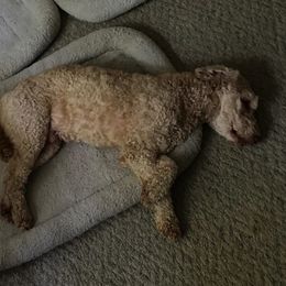 Australian Labradoodles from Delaware Doodles
