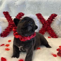 French Bulldog Puppies from Infinity Frenchies