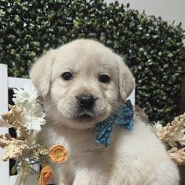 Orange Yellow Boy - Yellow male Labrador Retriever puppy in Angola, Indiana from Reniers Labrador Retrievers