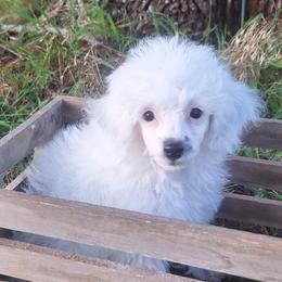 Cloud - Parti male Poodle puppy in Wanette, Oklahoma from Barker's Curly Bears