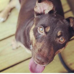 Lani - Jack Russell Terrier