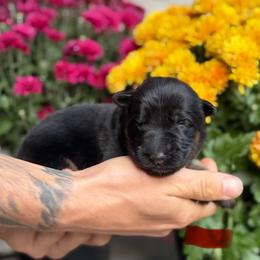 Red - Black and red female German Shepherd puppy in New York from Spitze German Shepherds
