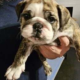 Bulldog Puppies from Magill's Bulldogs