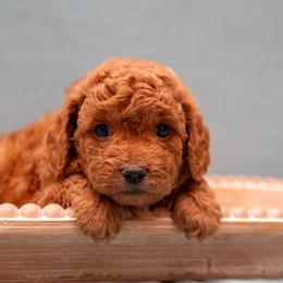 Assorted Doodle Crosses, Aussiedoodle, Golden Aussiedoodle, Goldendoodle, and Sheepadoodle Puppies from Goldendoodledoo Farms