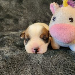 Parson Russell Terrier Puppies from Parhelion Parsons