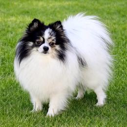 Honey Bunn - Pomeranian