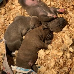 American Bully Puppies from Bruda’s Kennel