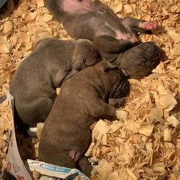 American Bully Puppies from Bruda’s Kennel
