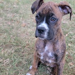 Boxer Puppies from Boxer Blessings Kennel
