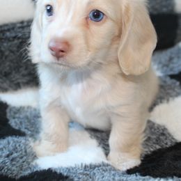Dachshund Puppies from Rylie Stovall
