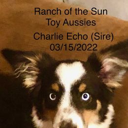 Toy Australian Shepherds from The Ranch of the Sun Toy Aussies